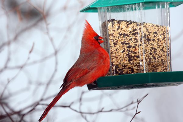 Cost of Bird Feeder Hanging in Loveland